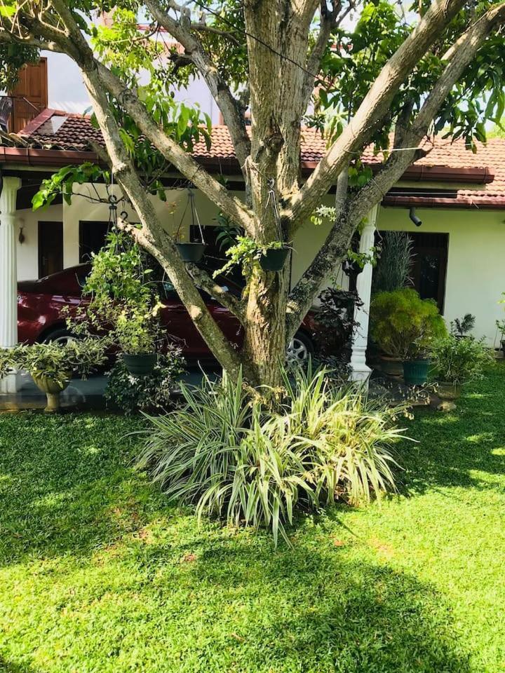 House Of Seya Bed and Breakfast Negombo Exteriör bild